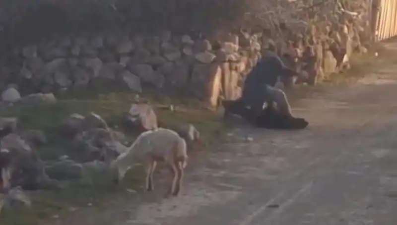 Koyuna Eziyet Eden Şahıs, Güvenlik Güçlerince Gözaltına Alındı
