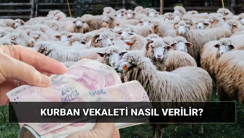 Vekaletle Kurban Kesimi: 2025 Diyanet Bedeli ve İşlem Aşamaları
