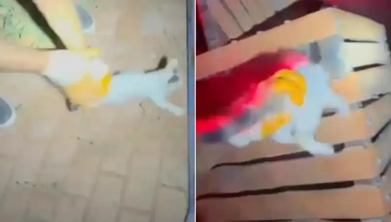 Gece Yarısı İtfaiye Ekibi Hayvanseverliğiyle Dikkat Çekti