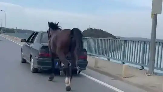 Adana'da Utanç Verici Ata Eziyet Olayı: Tutuklamalar Gerçekleşti